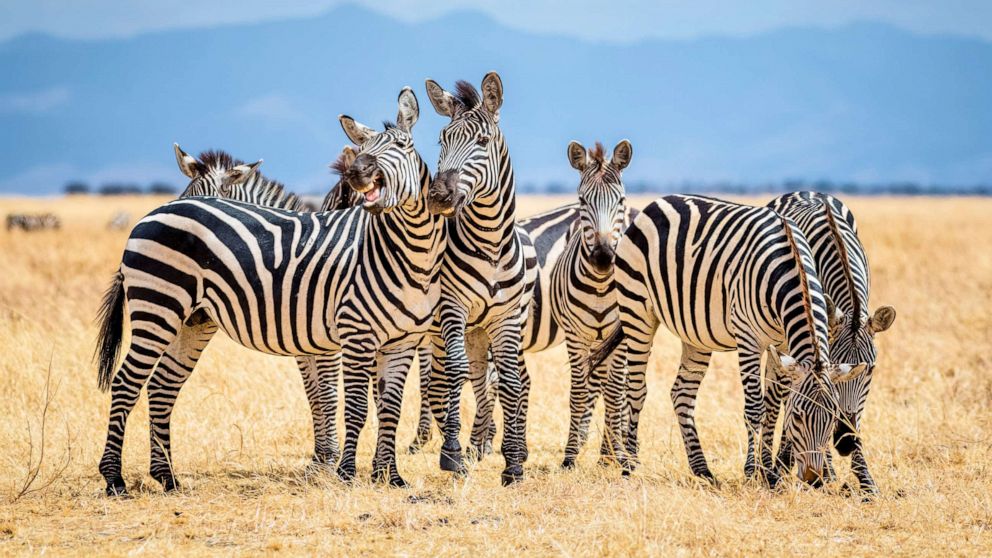 Why do zebras have stripes? It could be about staying cool - ABC News