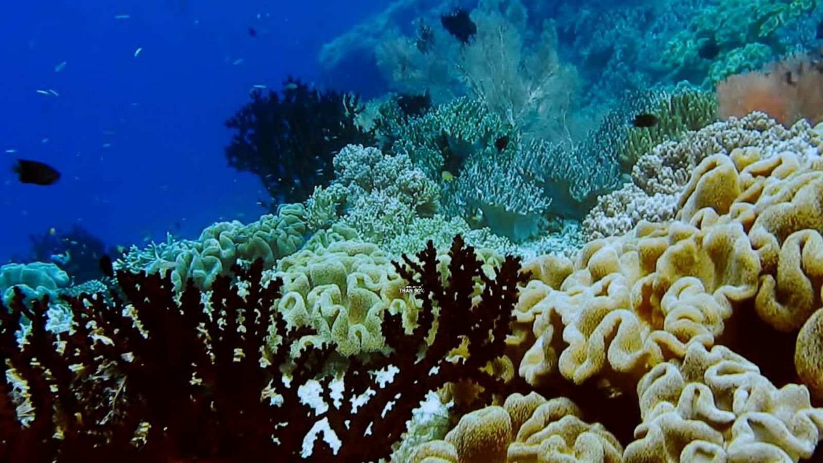 Life-sustaining coral reefs suffer in warming water - Good Morning America