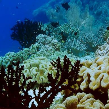 VIDEO: Life-sustaining coral reefs suffer in warming water