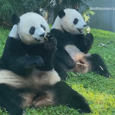 VIDEO: Giant pandas return to China after 50 years at the Smithsonian's National Zoo