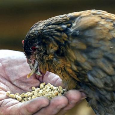 VIDEO: Bird flu outbreaks infect animals across multiple states