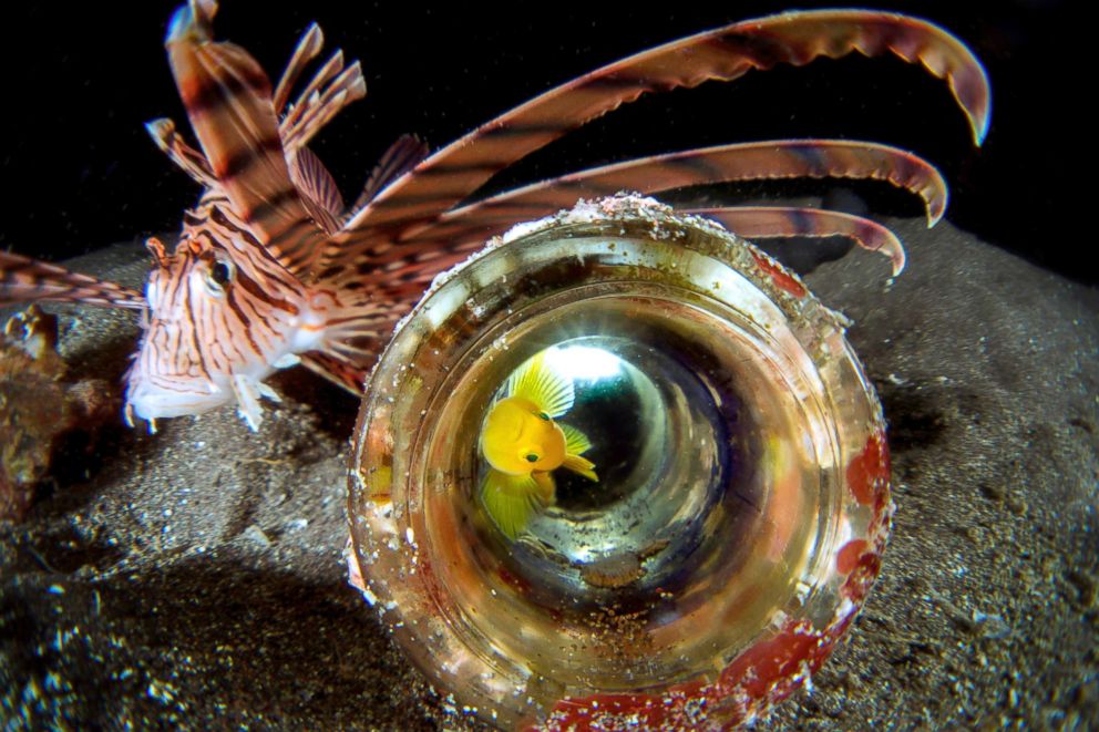 PHOTO: Golden goby makes a discarded bottle on the sea floor his home. Because they are so tiny, they are always living under the threat of their natural enemies, Sept. 27, 2014, in Osezaki, Nishi-Izu, Shizuoka Prefecture, Japan.