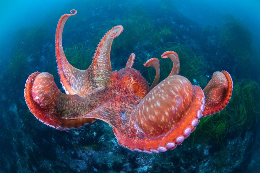 PHOTO: The giant pacific octopus spreads its interbrachial membranes wide when pouncing on its prey or landing on the sea floor, in Hakodate Usujiri, Hokkaido, Japan, Dec. 1, 2015.
