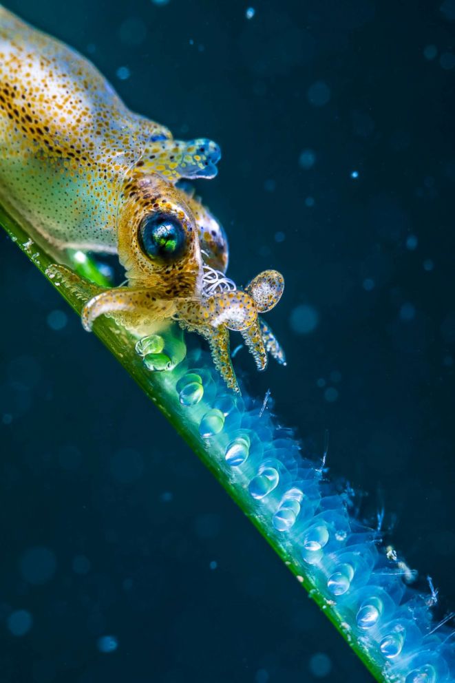 PHOTO: The tiniest squid in the world, a pygymy cuttlefish, is about 0.8 inches long. The photographer comments, "The eggs deposited by the small body are as beautiful as crystals," July 12, 2017, in Hakodate Usujiri, Hokkaido, Japan.