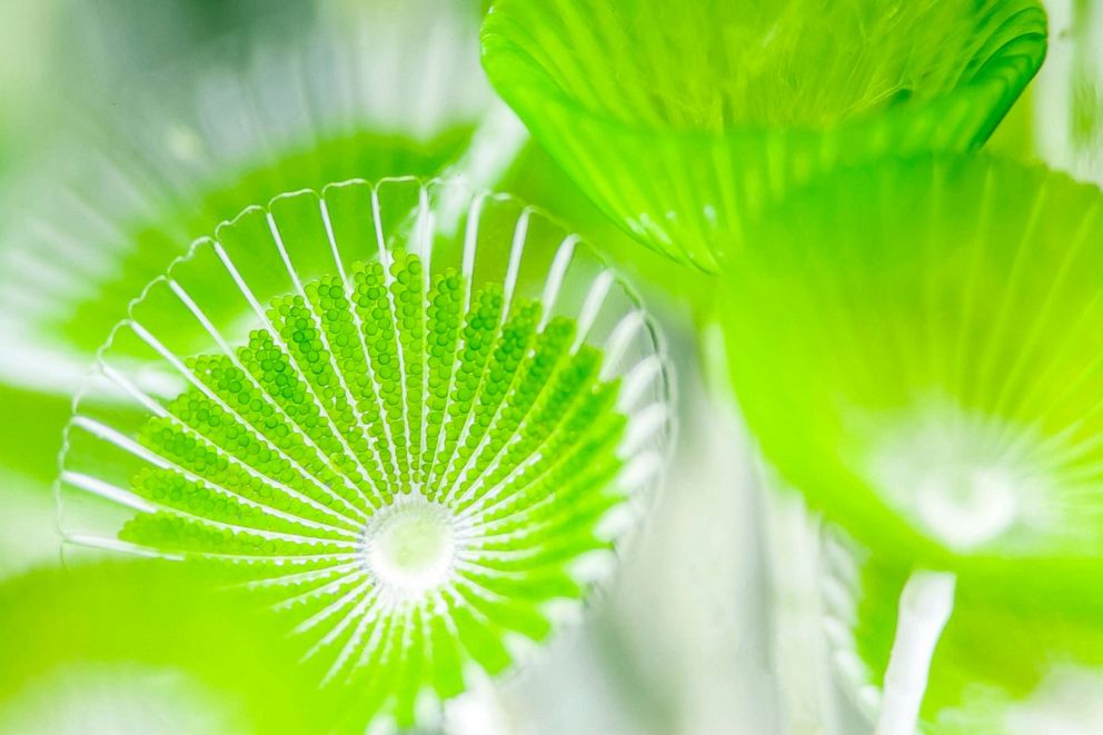 PHOTO: The leaf of a mermaid's wine glass is about .20 inches in diameter. It is divided into dozens of rooms, each packed with numerous green spores, in Notojima, Ishikawa Prefecture, Japan, July 30, 2016.