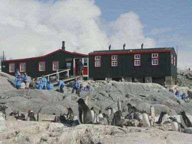 VIDEO: Antarctica 'Penguin Post Office' Job Attracts Record Number of Applicants 