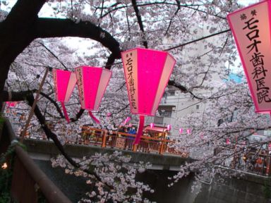 VIDEO: Cherry Blossoms Bloom in Tokyo