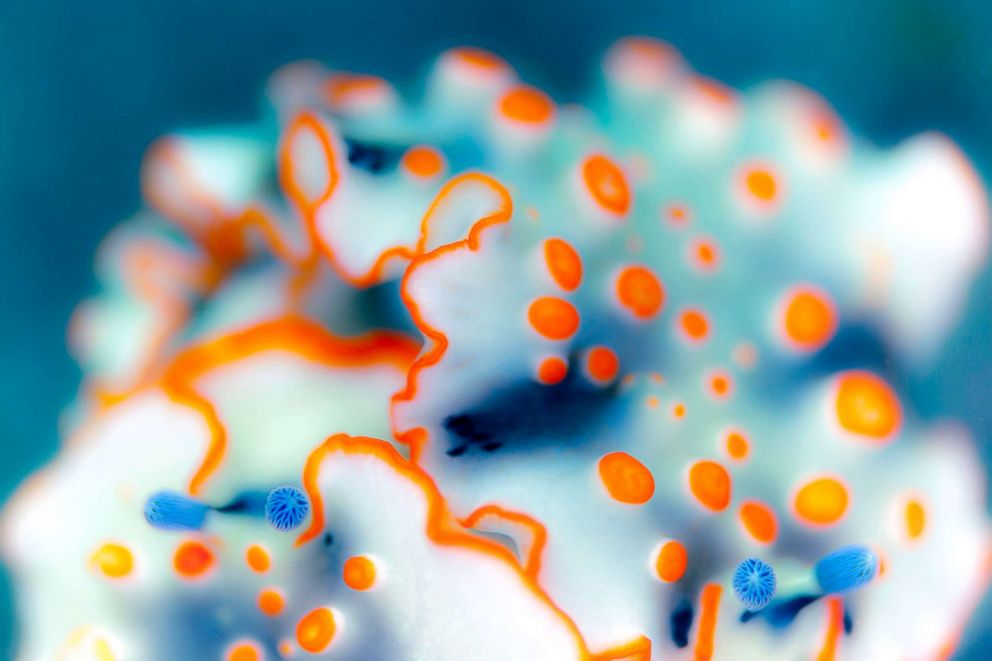 PHOTO: This species of sea slugs called hanaotomeumiushi has impressive horns and fringes in orange, Aug. 3, 2014, in Osezaki, Nishi-Izu, Shizuoka Prefecture, Japan.