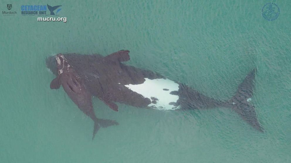 Drone Footage Captures Rare Baby White Whale With Its Mother - ABC News