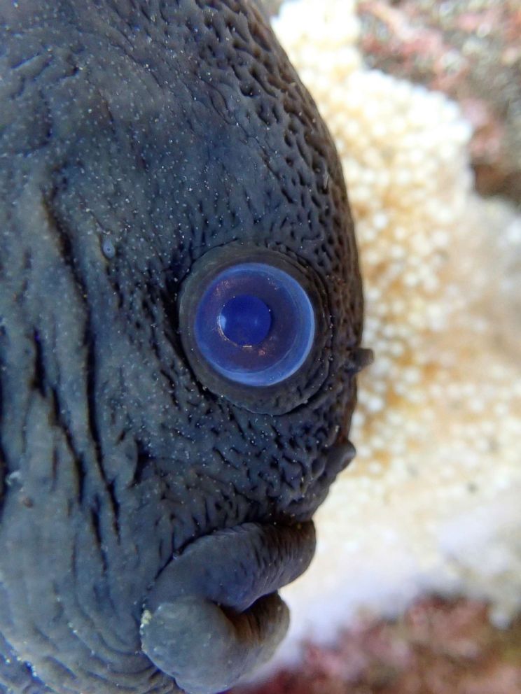 PHOTO: "The smooth lumpsucker prefers to lay eggs in a narrow crevice between rocks. It is hard to peek inside or shoot with a large camera," describes Kasuya, March 14, 2015, in Hakodate Usujiri, Hokkaido, Japan.