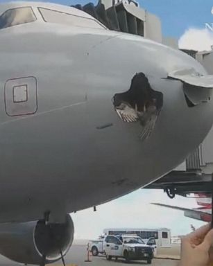 An American Airlines flight heading to Miami, Florida, was able to land safely yesterday after a bird slammed into the nose of the plane.