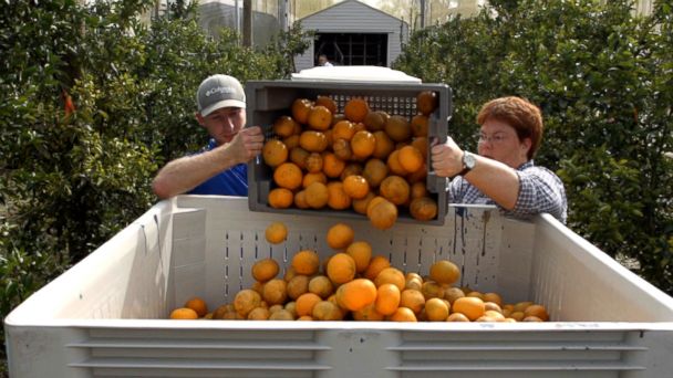 VIDEO: Florida Oranges - Food Forecast Season 2 