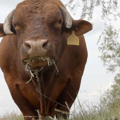 VIDEO: Grass-Fed Beef - Food Forecast Season 2