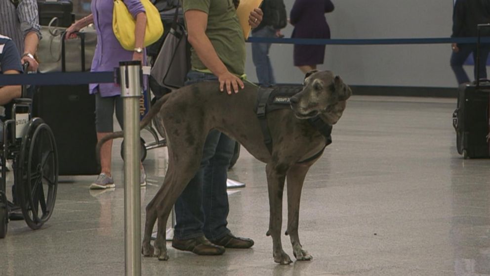 Video Emotional support animal crackdown - ABC News