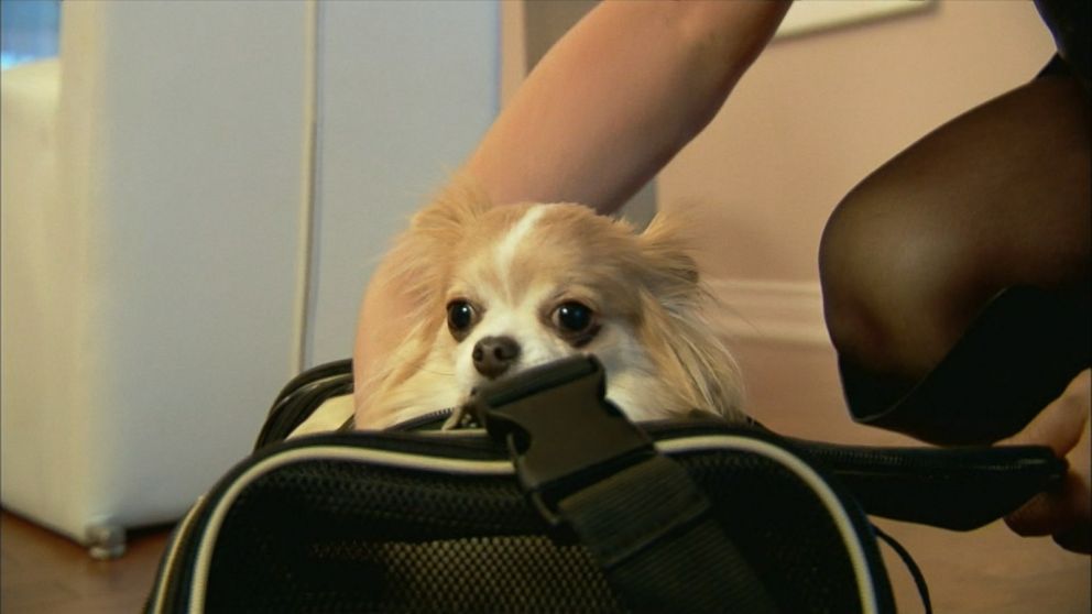 Southwest Airlines Announces New Rules For Emotional Support Animals Abc News