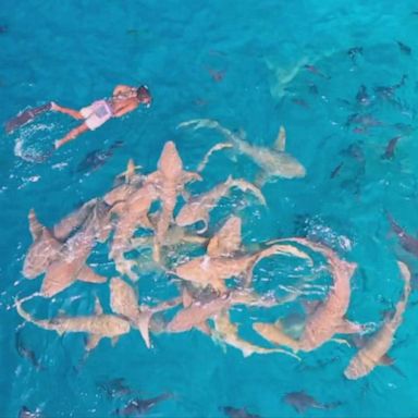 PHOTO: Drone footage captured in the Maldives shows a snorkeler drifting into a group of harmless nurse sharks.