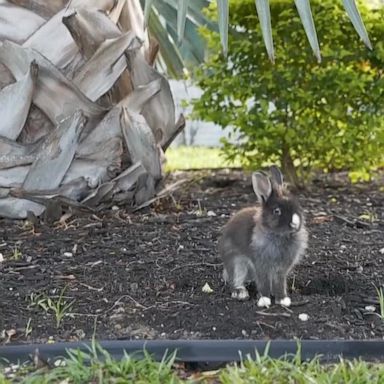 VIDEO: Domesticated rabbits invade South Florida neighborhood