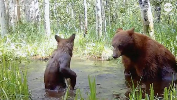 Video Playful cubs interrupt mama bear’s peaceful moment