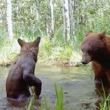 VIDEO: Playful cubs interrupt mama bear’s peaceful moment