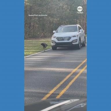 VIDEO: South Carolina driver blocked by feisty turkey