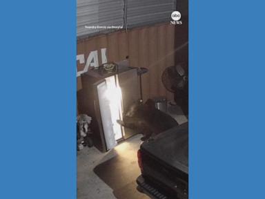 WATCH: Bear finds nothing to eat in Florida garage fridge