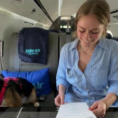 VIDEO: Bark Air celebrates pooches who travel