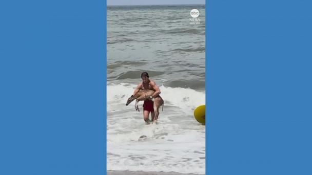 Lifeguards rescue deer swept out to sea at Florida beach