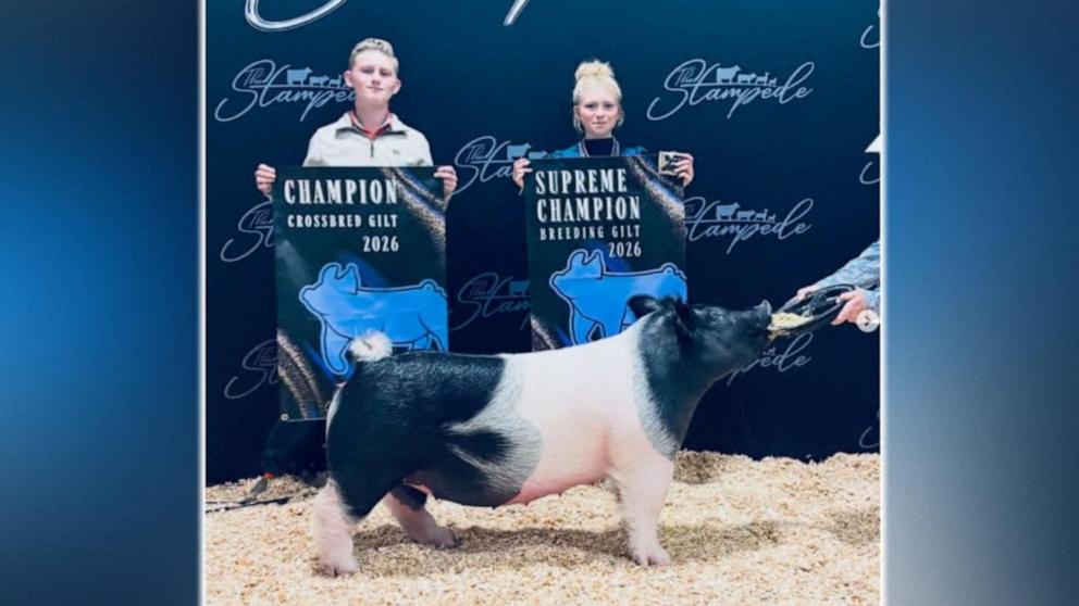 ABC News' Danny New talks to 16-year-old twins in Fresno, California, who are growing a fan base by raising pigs.