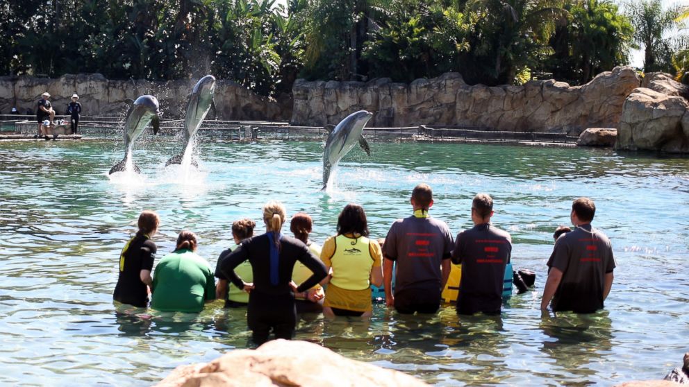 Dolphin’s jumps at Discovery Cove, Orlando, Fla. as 192 children swim with dolphin’s part of the annual Dreamflight Charity trip to the USA in this Oct. 27, 2013, file photo.