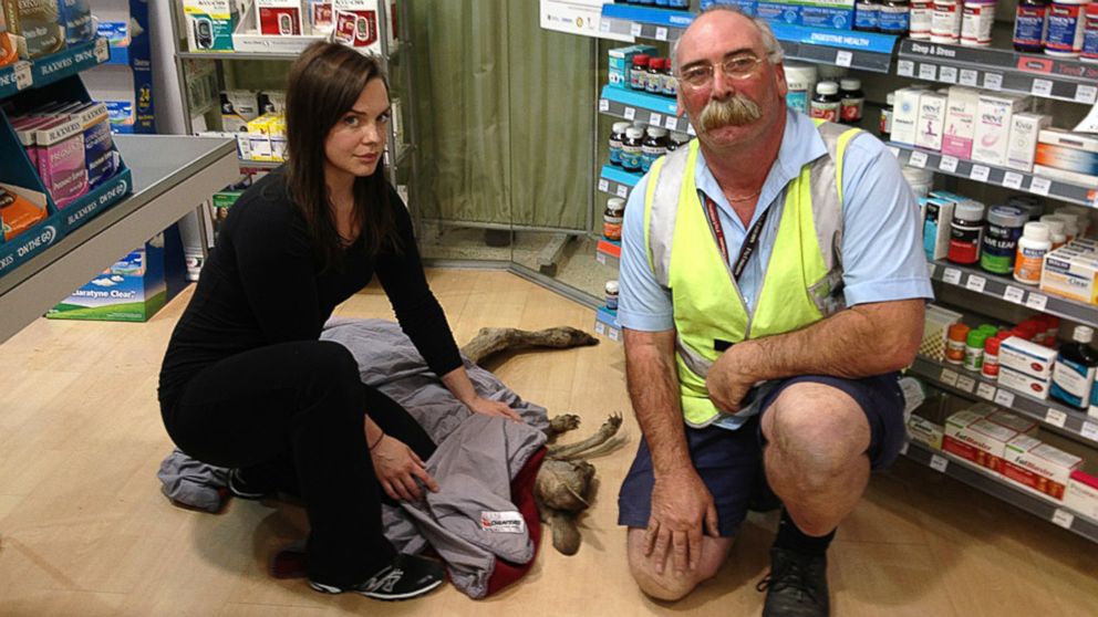 Wildlife volunteer rescuers Ella Rountree, left, and Geoffrey Fuller pose for a photo with a kangaroo they captured at Melbourne airport, Australia, Oct. 16, 2013, after the injured kangaroo hopped into the airport terminal pharmacy. 