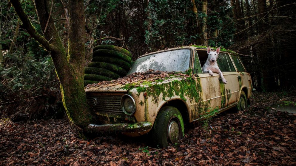 Bull terrier Claire is pictured driving an abandoned car in Belgium.