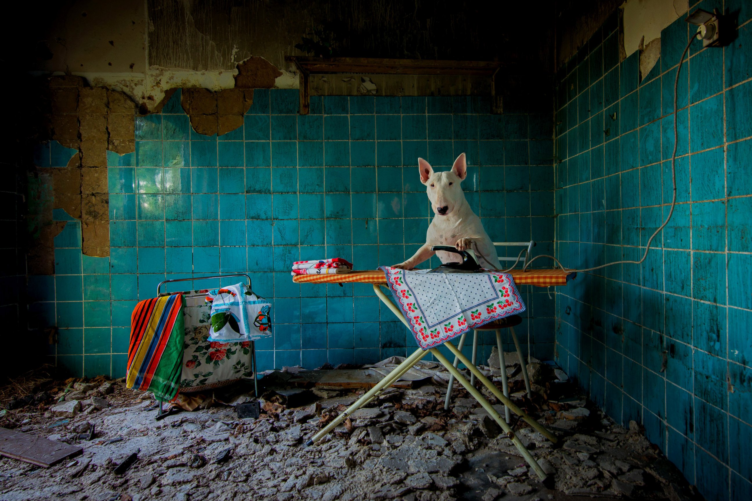 PHOTO: Claire, the three-year-old bull terrier who travels the world with Dutch photographer Alice van Kempen, irons in an abandoned farmhouse in the Netherlands. 