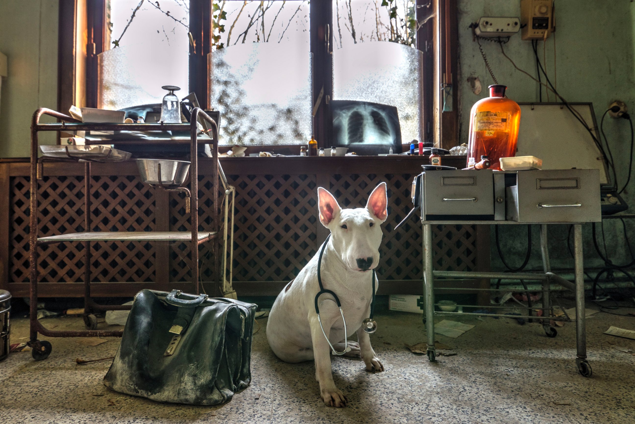 PHOTO: Claire the dog poses in an abandoned doctor's house in Belgium. 