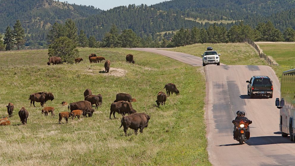 Bison graze on prairie grasslands within sight of vehicles driving through Custer State Park, June 10, 2012, in Custer, S.D.