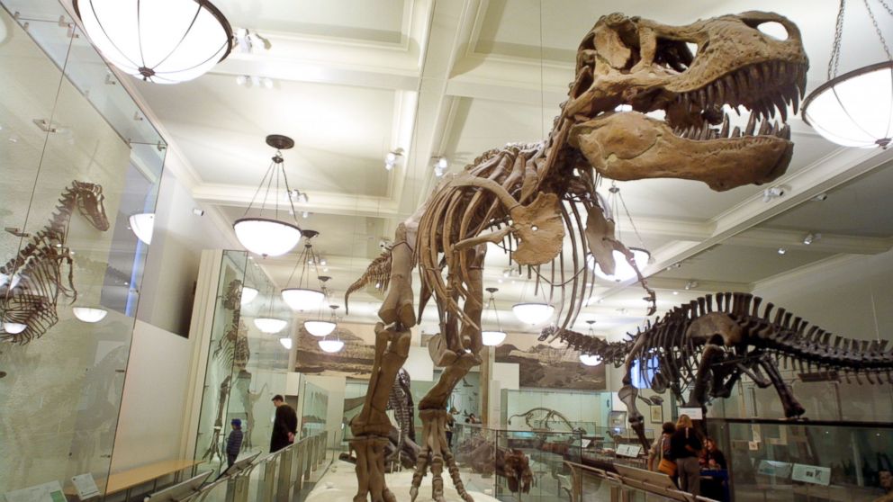 Visitors view a dinosaur exhibit at the American Museum of Natural History, Nov. 29, 2001 in New York City.
