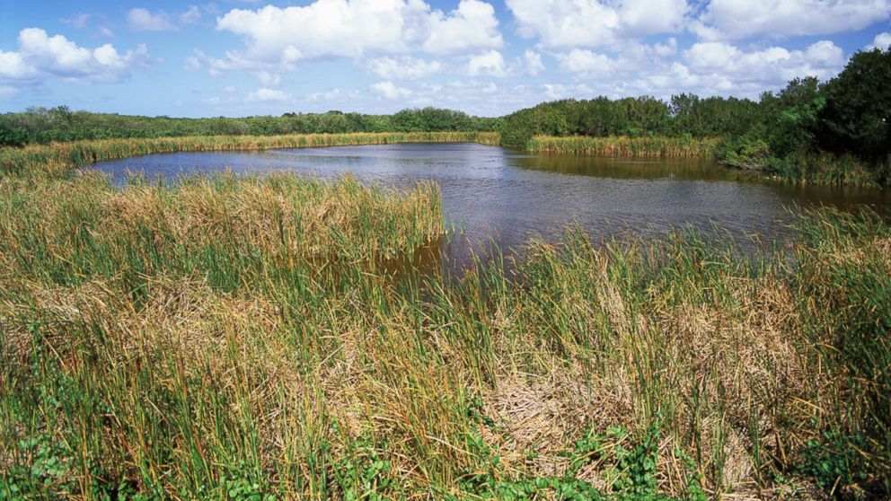 PHOTO: View of Eco pond, Everglades National Park, Florida.