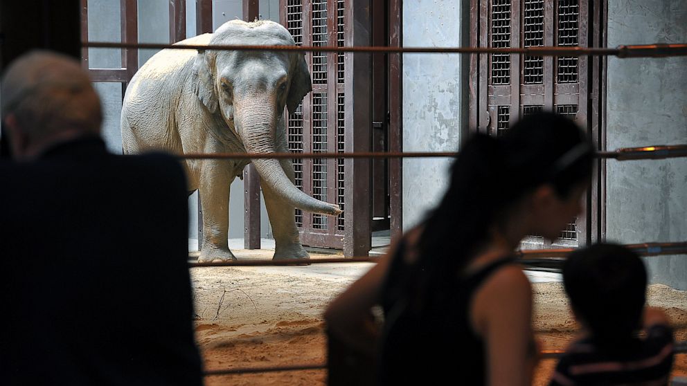Asian elephant, Bozie is introduced to the media and public at the Smithsonian National Zoological Park, June 27, 2013, in Washington.