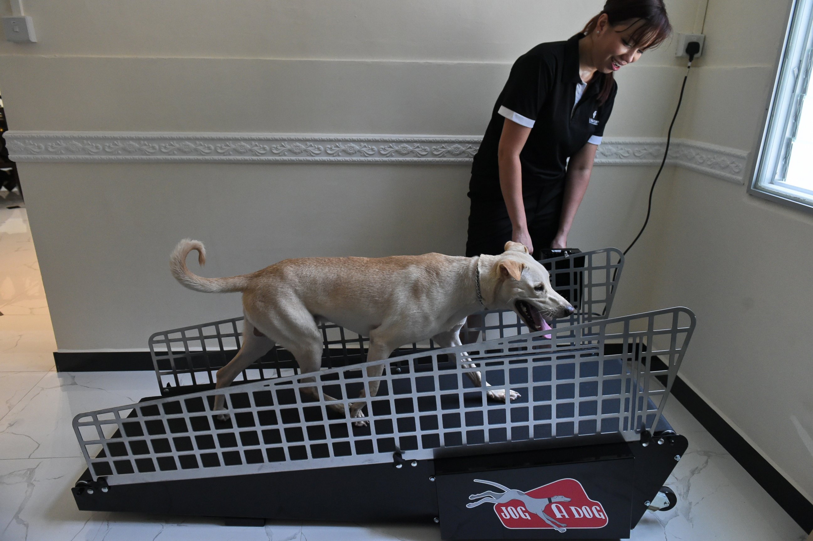 PHOTO: A dog is led on a treadmill by a staff member for exercise at the Wagington luxury pet hotel in Singapore on Nov. 4, 2014. 