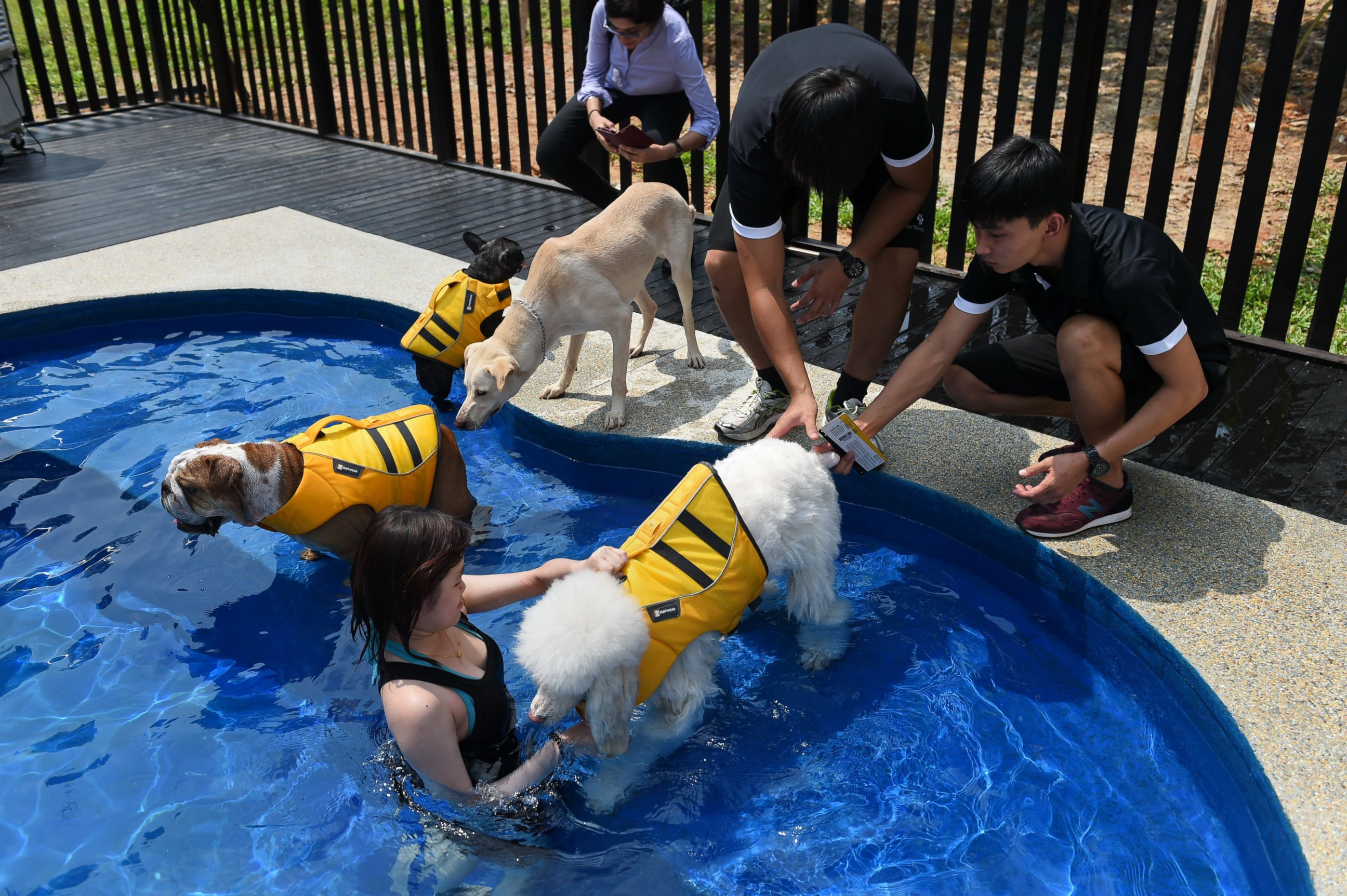 PHOTO: Staff members take dogs for a swim in a bone-shaped pool at the Wagington luxury pet hotel in Singapore on Nov. 4, 2014.  
