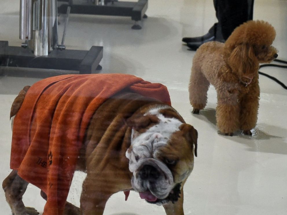 PHOTO: Dogs trot around in a spa and grooming room at the Wagington luxury pet hotel in Singapore on Nov. 4, 2014. 