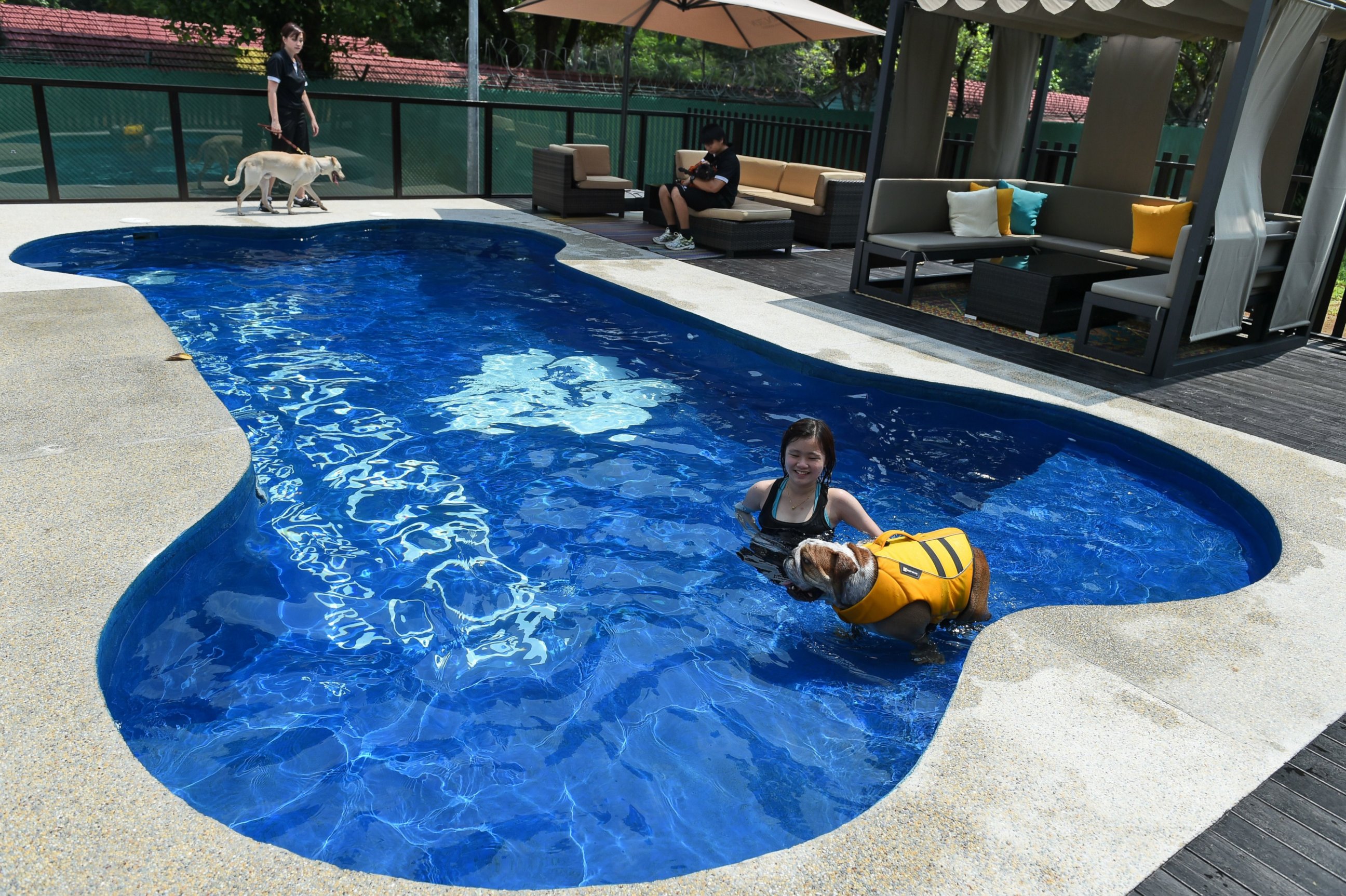 PHOTO: A staff member takes a dog for a swim in a bone-shaped pool at the Wagington luxury pet hotel in Singapore on Nov. 4, 2014.