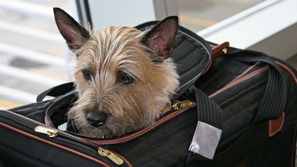 A terrier peeks out of his fit-under-the-seat airline tote. The electrical tape on the strap remains in the shot as a badge of protest from the previous trip. 