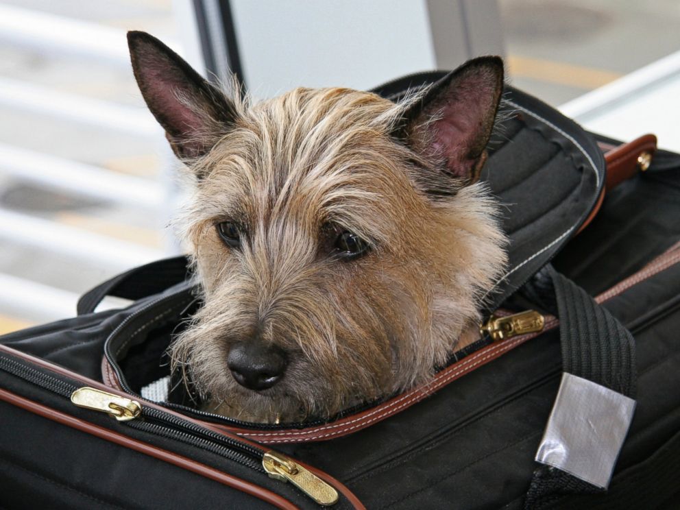 Great Danes On Planes Abc News