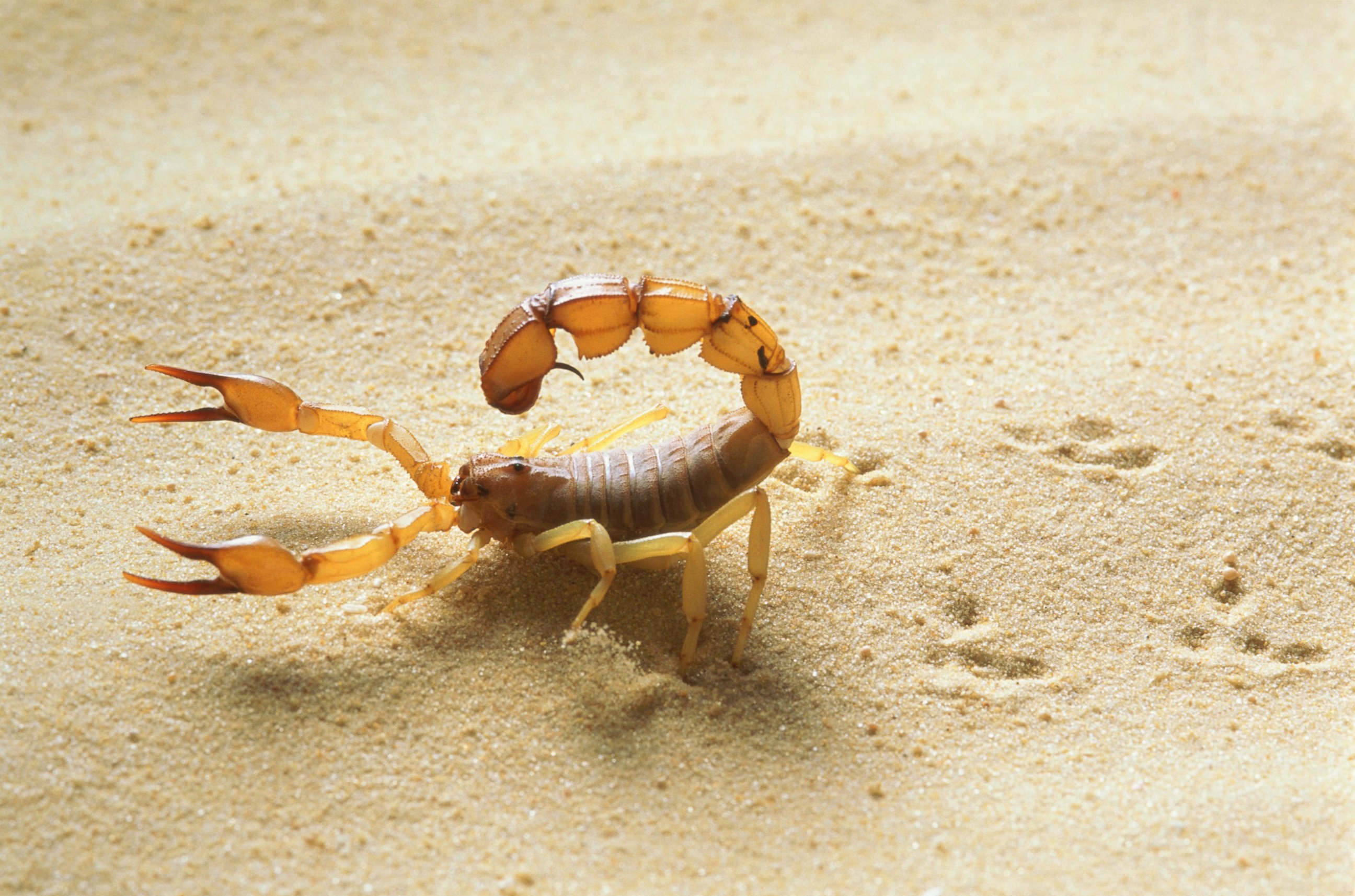 PHOTO: A yellow fat tail scorpion is seen close-up in this stock image.