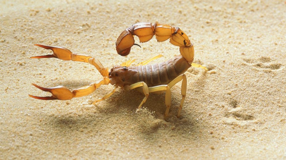 A yellow fat tail scorpion is seen close-up in this stock image.