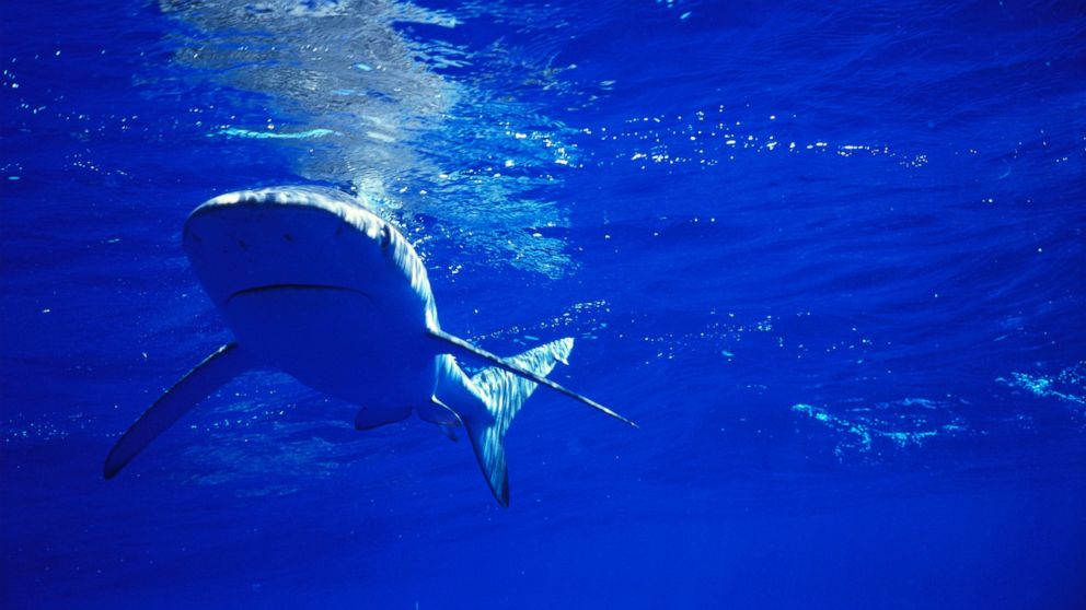 A Galapagos Shark swims near the surface.