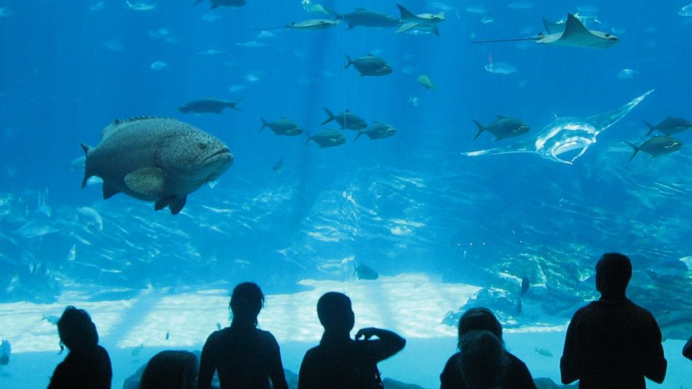 Georgia Aquarium in Atlanta has been voted the number one aquarium in the U.S. by TripAdvisor's 2015 Travelers' Choice Awards.