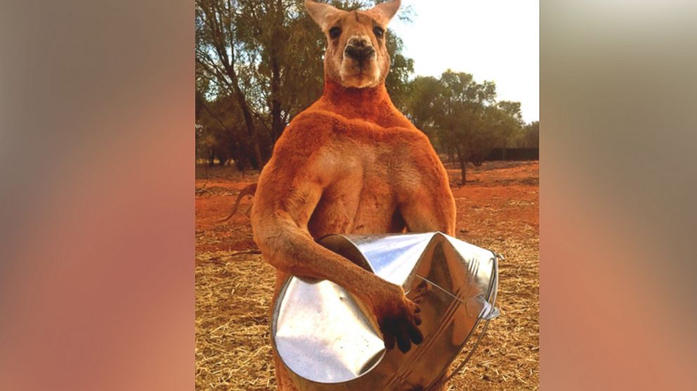 Roger the kangaroo crushes steel in the viral photo that made him famous. 