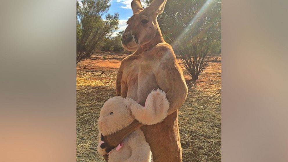 The Real Story Behind Roger the 'Roo - ABC News