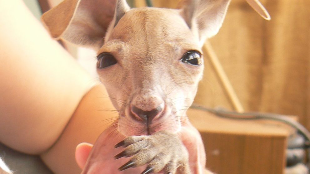 Roger the Roo, Chopper the Croc: Australia's famous native animals